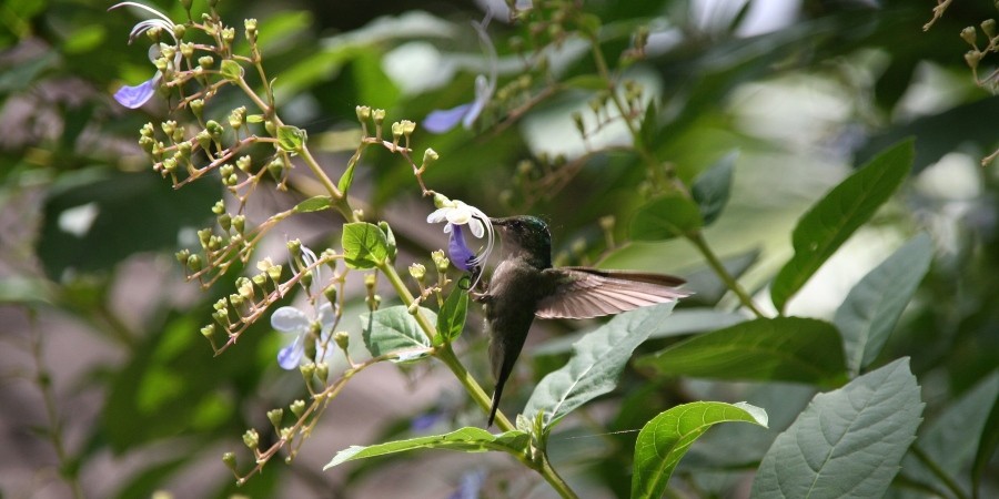 Colibrì, Parco nazionale della Guadalupa