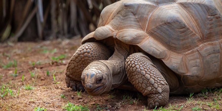 Tartaruga di Aldabra, Seychelles