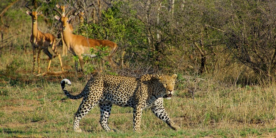 Big Five in Sudafrica: leopardo