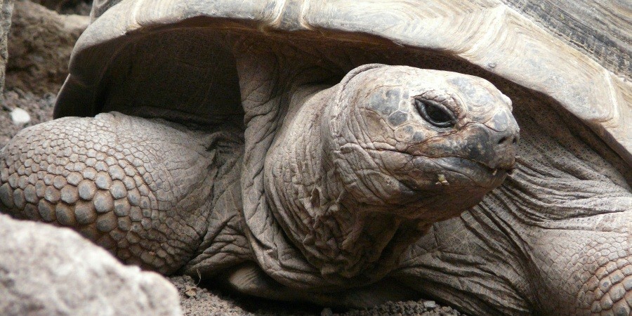 Tartaruga gigante, Seychelles