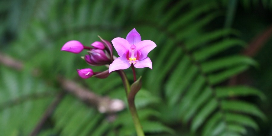 Orchidea, Parco nazionale della Guadalupa