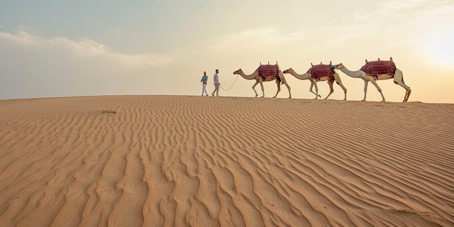 Cammelli nel deserto, Dubai, Emirati Arabi