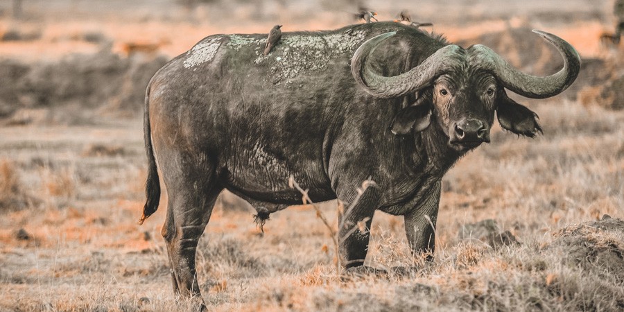 Big Five in Sudafrica: bufalo nero