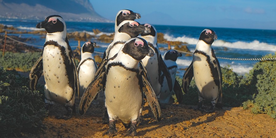Sudafrica, Cape Town, Boulders Beach, pinguini 