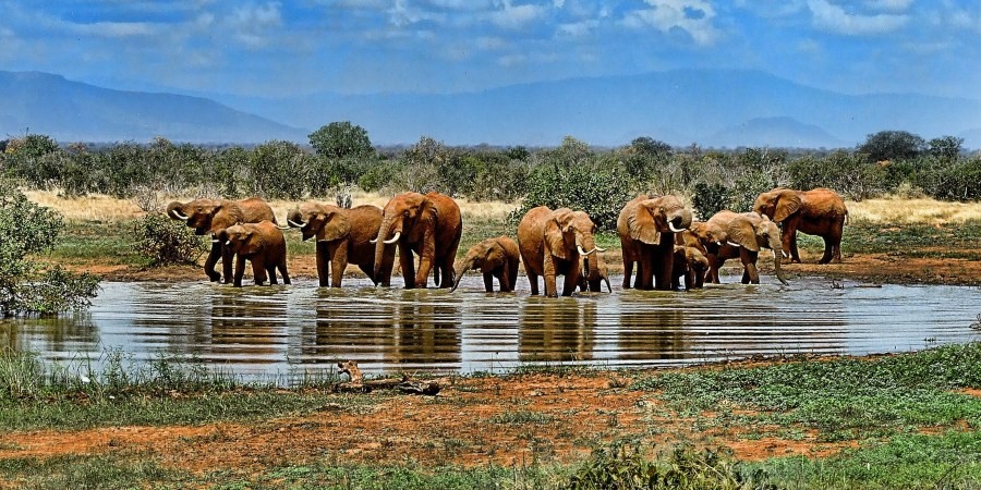 Gli elefanti delle riserve sudafricane