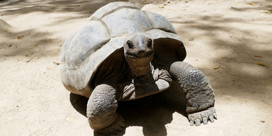 Tartaruga gigante di Aldabra