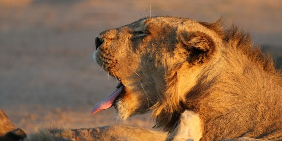 Big Five in Sudafrica: leone