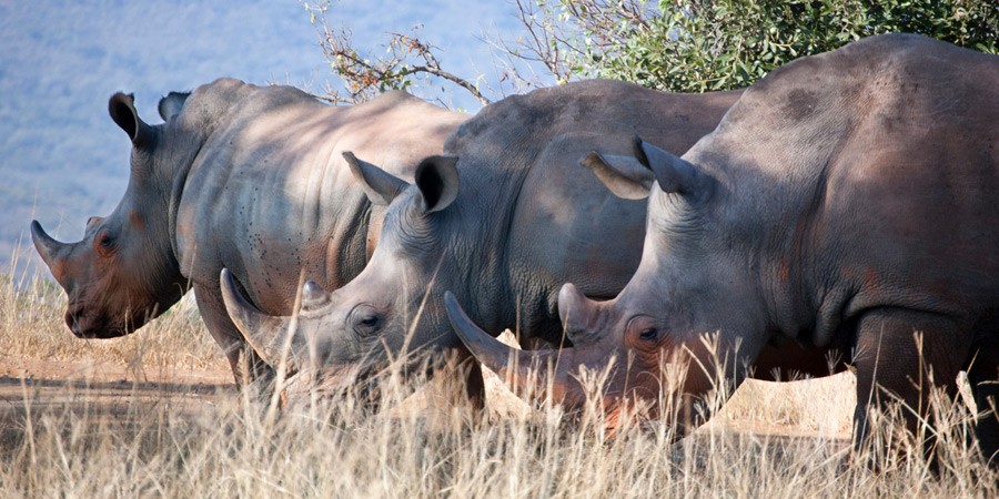 Big Five in Sudafrica: rinoceronte