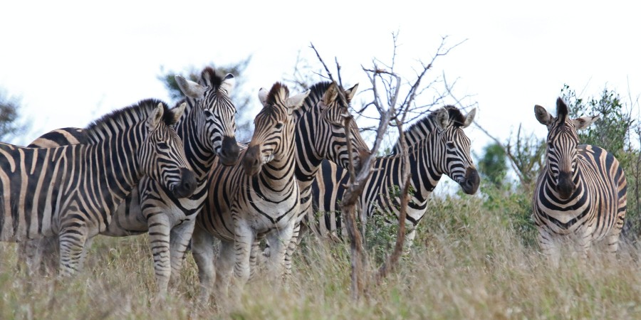 Sudafrica, Makalali Private Game Reserve, zebre