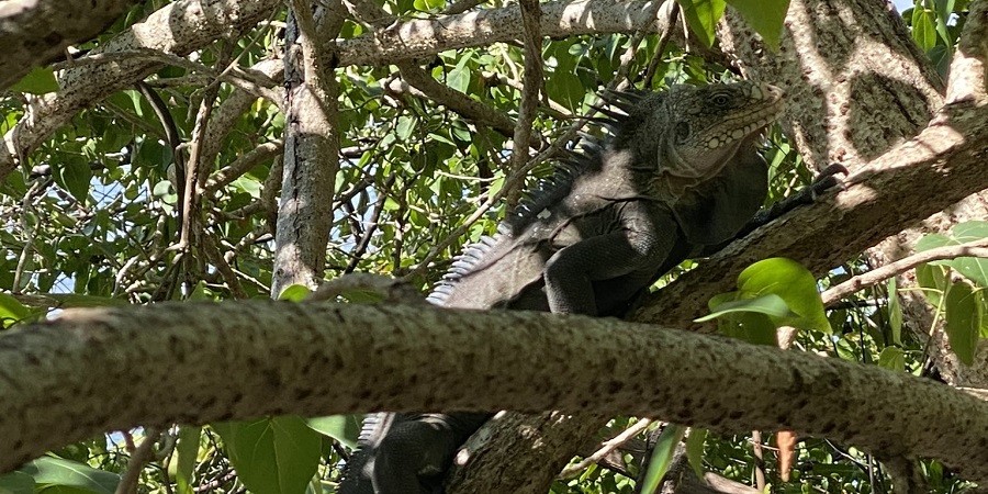 Incontri inattesi: Iguana Delicatissima
