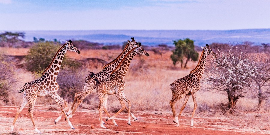 Sudafrica, Makalali Private Game Reserve, giraffe